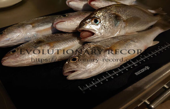 【Curation】魚のさばき方　お手本動画／サイト集 Evolutionary-record