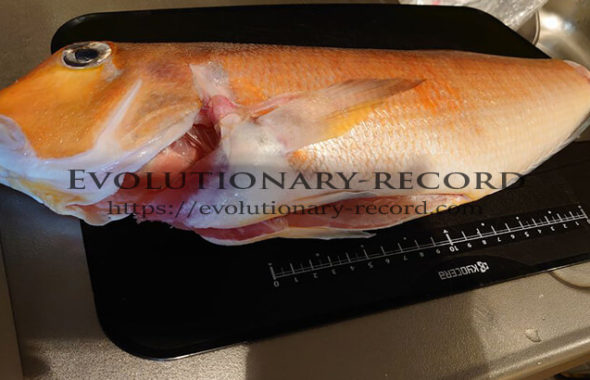 甘鯛の下処理 Evolutionary-record