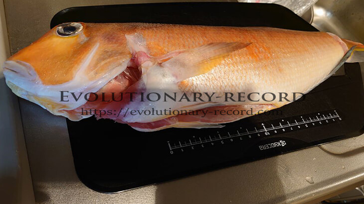 甘鯛の下処理 Evolutionary-record