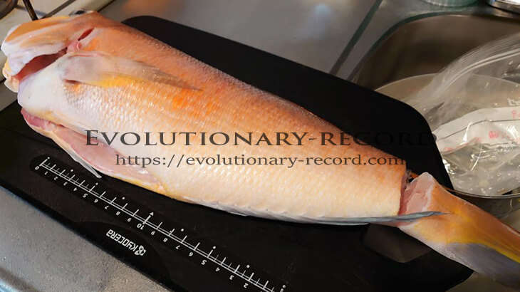 魚の下処理（自宅で行う2通りの工程） Evolutionary-record