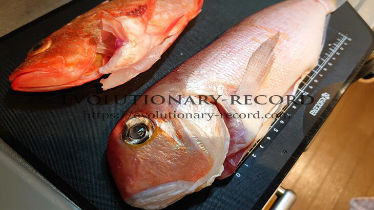 魚の下処理（自宅で行う2通りの工程） Evolutionary-record