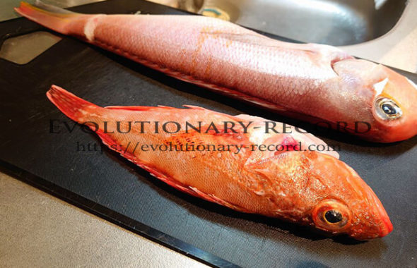 【Curation】魚の締め方&血抜き　お手本動画／サイト集 Evolutionary-record