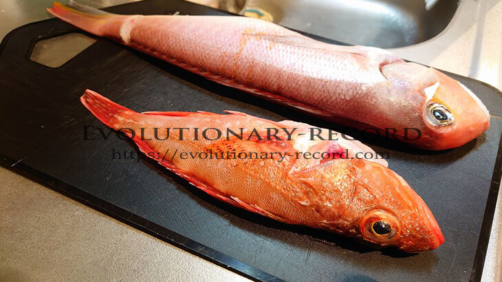 【Curation】魚の締め方&血抜き　お手本動画／サイト集 Evolutionary-record