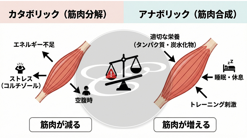 肉体改造Phase1(開始〜90日)総括|体重は減ったが…筋肉が溶ける「カタボリック」という最大の失敗 | Evolutionary-record アラフィフオヤジの肉体改造:カタボリック/アナボリックのイメージ図20251213